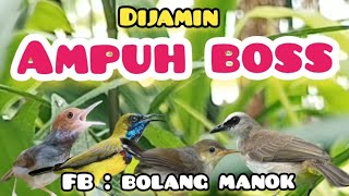 Download lagu Suara Pikat Burcil Kombinasi PrenjaK Starter Ribut,Sogon,dan Trucuk Ribut mp3 Download lagu Suara Pikat Burcil Kombinasi PrenjaK Starter Ribut,Sogon,dan Trucuk Ribut mp3