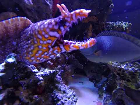 download lagu mp3 mp4 Dragon Eel, download lagu Dragon Eel gratis, unduh video klip Dragon Eel