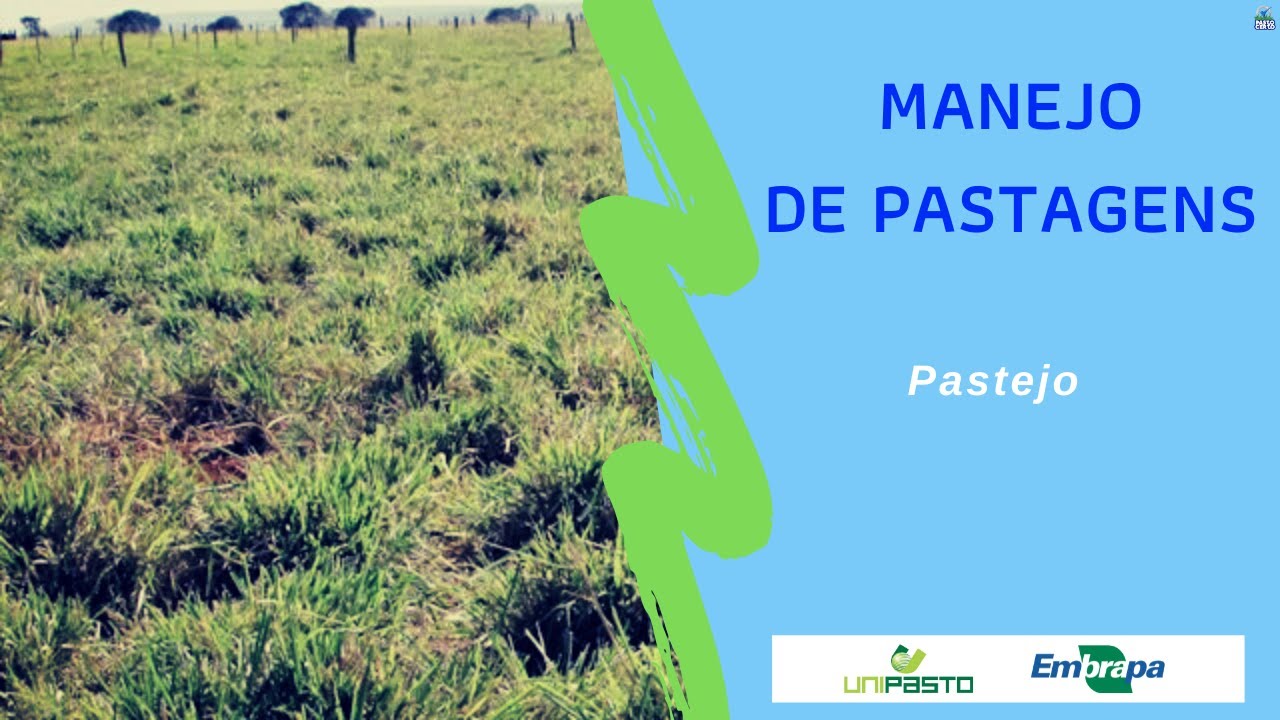Pastejo - Manejo de pastagens | Série Pasto Certo