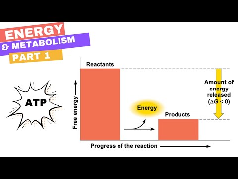 Chapter 8 - Part 1: Energy & Metabolism (Kinetic, Potential, Thermodynamics, Gibbs, Exergonic, ATP)