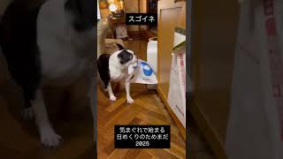日めくりカレンダーめくるお仕事覚えたけど時の進みめちゃくちゃなんだよな #ボストンテリア