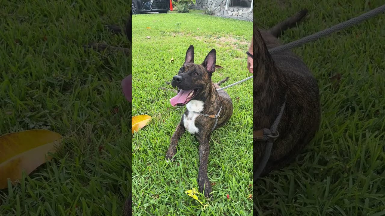 Enlarge Chong, a Adoptable Mixed Breed in Miami, FL video 6/6