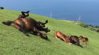 Hilarious Horses Slide Down Hill 😮| FUNNY Animal Videos 😍