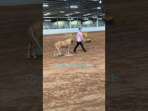 Mini Horse in Hand Trail