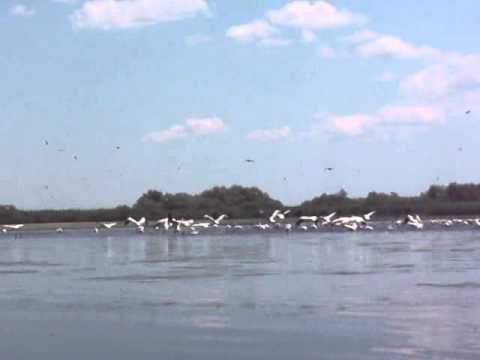 Stol de pelicani la pescuit in Delta Dunarii