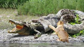 Crocodile Failed To Control Python – Lion Cub Mistakes When Challenged Python, Leopard vs Crocodile