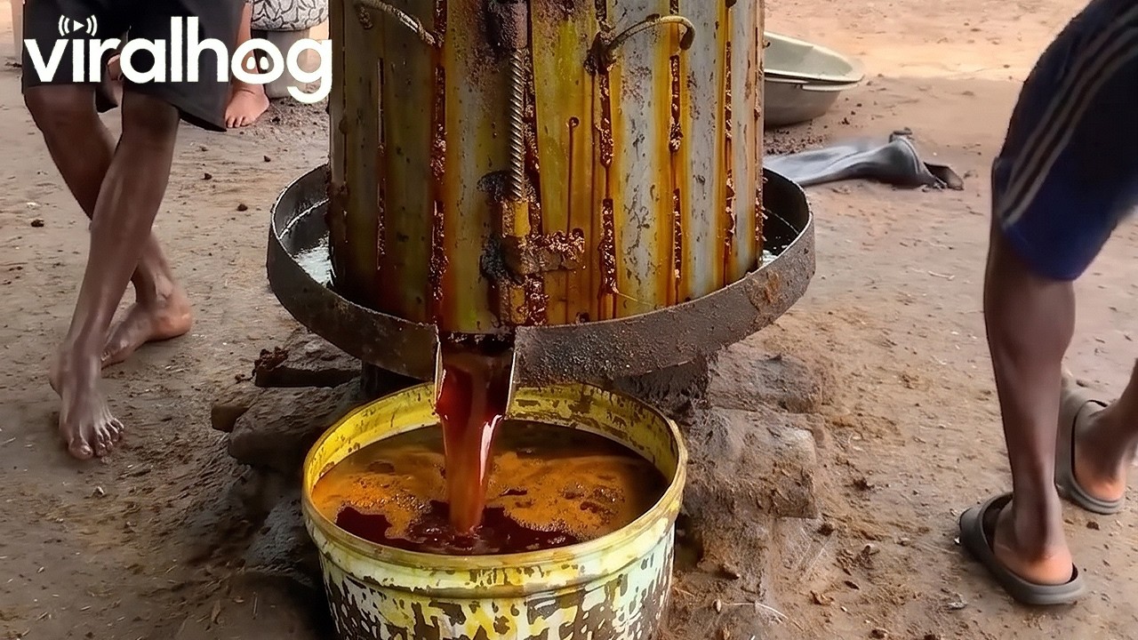 Palm Oil Production in Nigeria || ViralHog