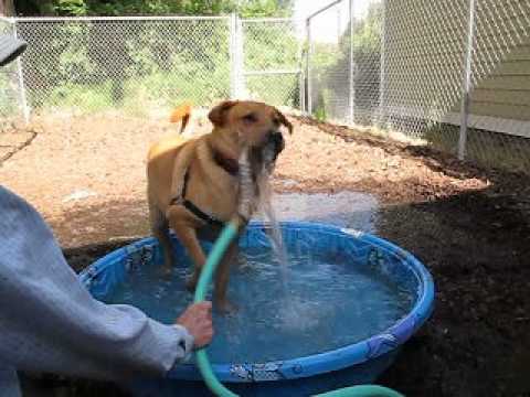 Rufus, an adopted Chow Chow Mix in Hood River, OR_image-1