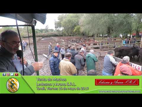 10-05-19 - Venta de Machos - Ledesma y Arana S.R.L. - TANDIL