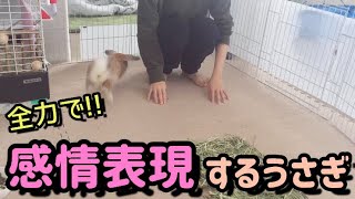 まるで犬🐶⁈愛情表現＆感情表現が豊かなうさぎ【うさぎ/bunny/rabbit】