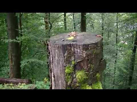 Schwarzwald - Ruïne Werrach & Ruïne Bärenfels & Wehrastausee