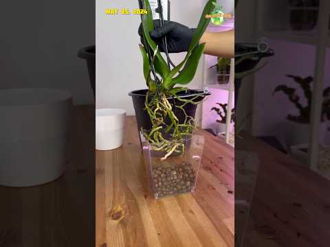 Let’s Repot This Orchid to Clay Pebbles Using Clear Container from Dolar Tree #orchids #plants