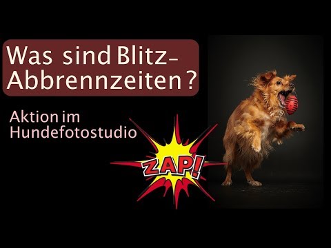 Blitz Abbrennzeiten erklärt und im Einsatz in der Hundefotografie