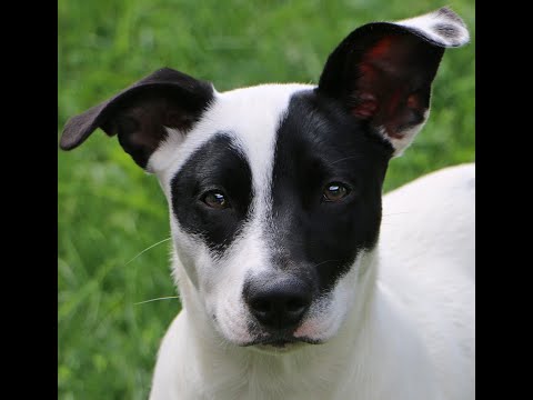 Piper, an adopted Terrier Mix in Charles Town, WV_image-1