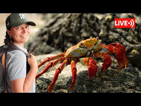 Live Walk on Isabela Island, Galápagos! Wildlife, Nature & Local History