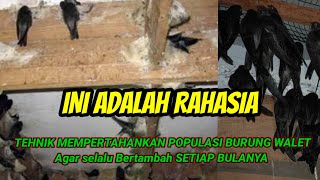 Download lagu 2 CARA PALING JITU MEMPERTAHANKAN POPULASI BURUNG WALET mp3