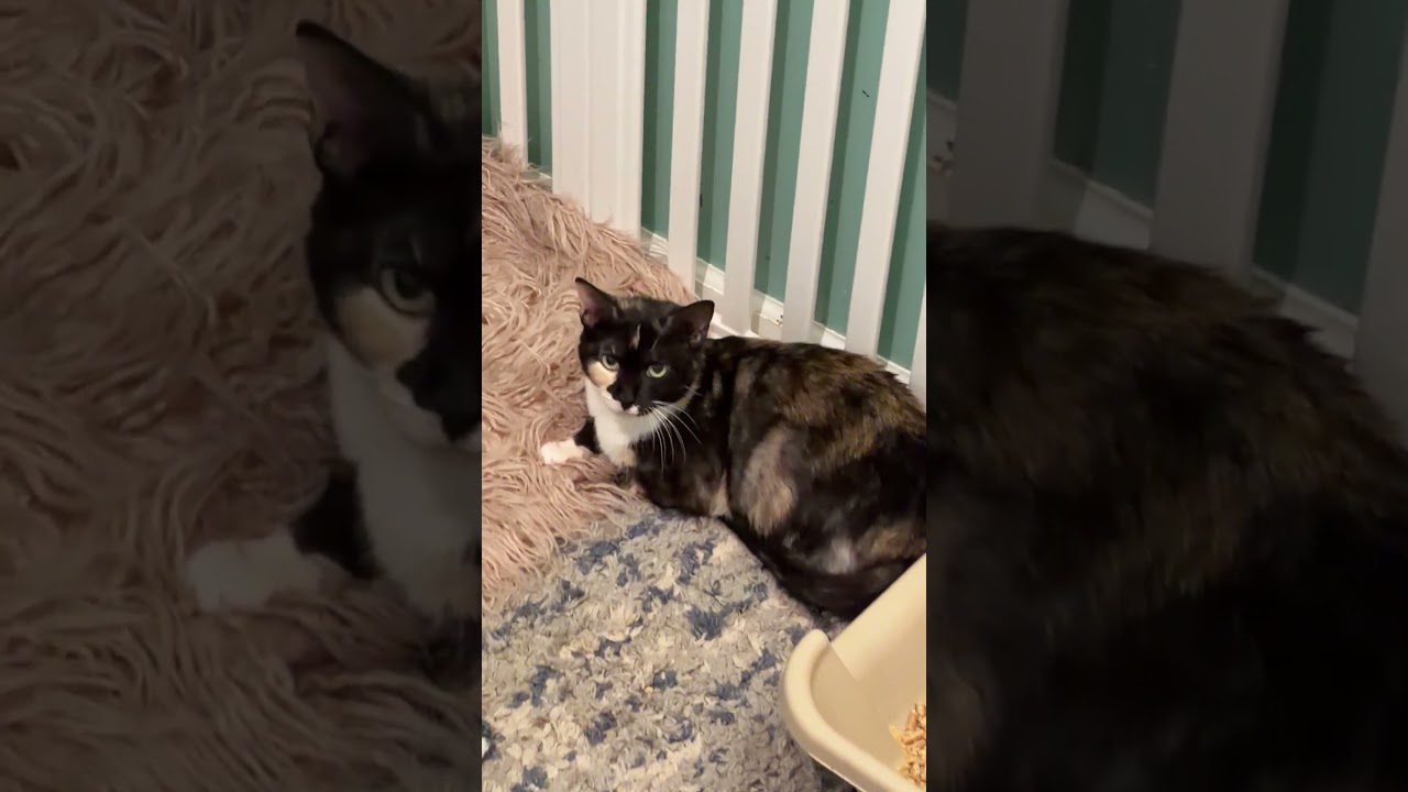 Enlarge Annabelle, a ADOPTABLE mixed breed in Hagerstown , MD video 5/5