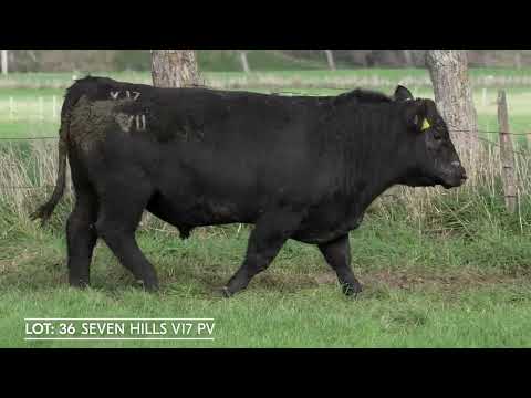 Lot 36  SEVEN HILLS V17 PV