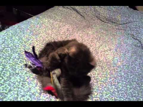 Crystal the Pet Nanny. LLC video.