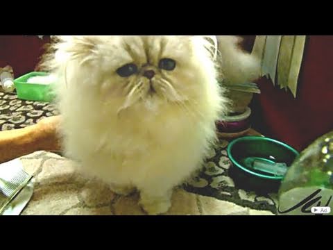 chinchilla silver persian cat - cat  breeds TICA
