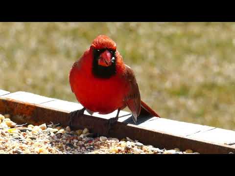Red Cardinal Bird/Cadlma #birds #nature #animals #relax #relaxingvideo #redbirds #birdlovers #relax