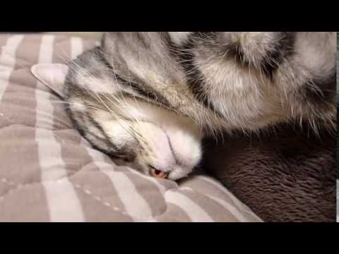 Kelvin Koslow,  a cat who sleeps with a pillow as usual clip13