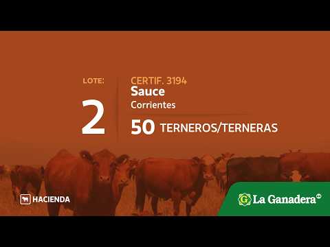 Lote Terneros/as en Sauce (Corrientes)