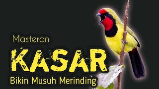 Download lagu Masteran Burung Suara Kasar Bikin Musuh Merinding mp3