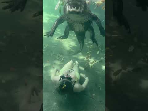 Swimming with alligators ❤️