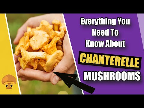 Everything You Need To Know About Chanterelle Mushrooms