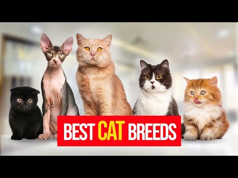 10 Cat Breeds Best Suited For FIRST Time Cat Owners