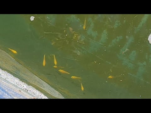 Babies  Koi Breeding 2020 - 22/1  EP5