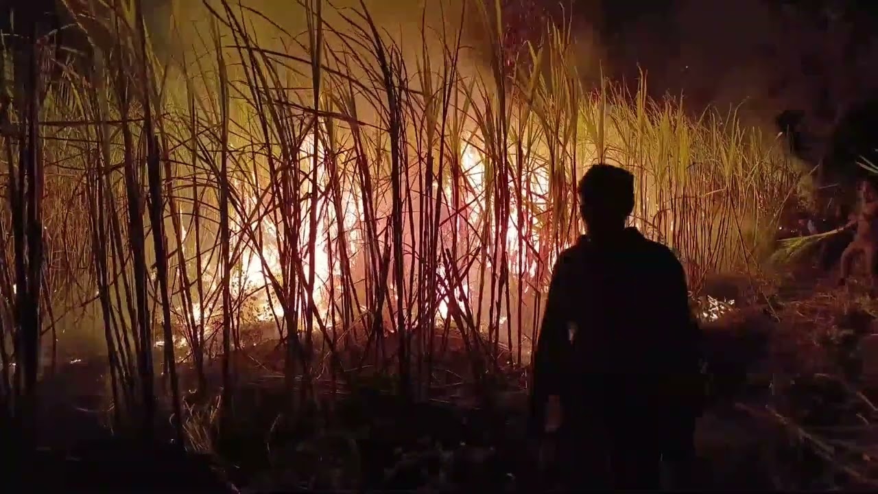 அறுவடைக்கு தயாராக இருந்த கரும்பு தோட்டத்துக்கு தீ வைத்த போதை ஆசாமிகள்!