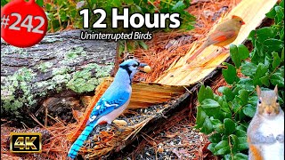 12 Hrs Best of Relaxing TV for Cats 😻 Uninterrupted Birds 🐦Holly and Viola 🌻💐🌼🌸 Cat TV @LensMyth