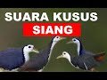 Paddy Birds Paddy Birds Paddyfieldbirdssound Paddyfieldbirds Soundbirds