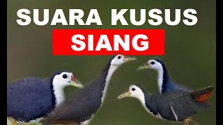 Download lagu Paddy birds #Paddy birds #Paddyfieldbirdssound #Paddyfieldbirds #soundbirds mp3