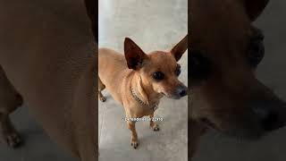 SE DER UM BEIJINHO VAI SARAR!