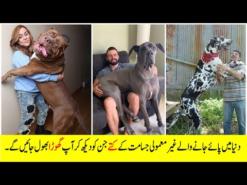Top 5 biggest dogs in the world | The voice of Muzammil