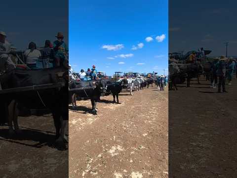 2 CARROCEATA DOS PRODUTORES RURAIS DE CATURITÉ PARAÍBA #shorts