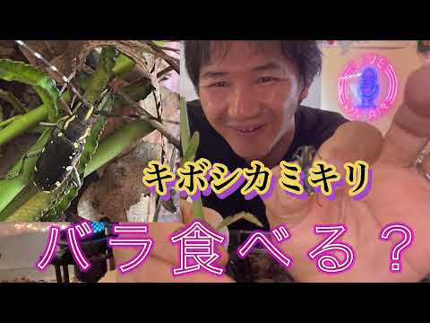 ハンノキとハシバミはすでに開花しています:アレルギー患者への緊急警報 植物