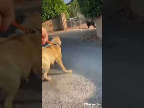 Rottweiler vs Kangal