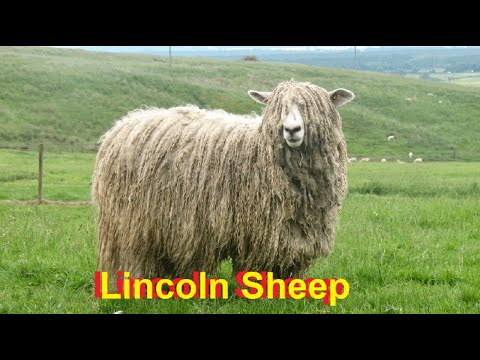, title : 'The Best sheep Breed In The World | Lincoln Sheep | Highest Wool Producing Sheep In World |'