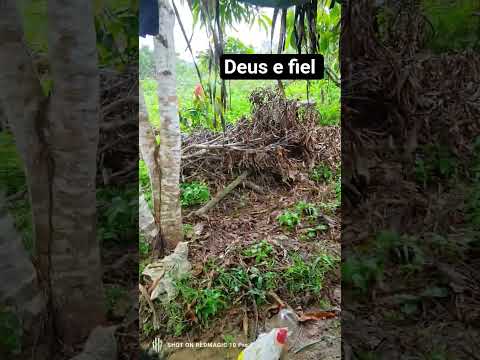 muita 🌧️ aqui no em Medicilândia.pará.#vidanaroça #sitio #videos