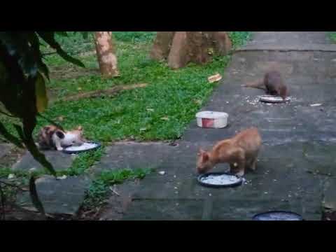 nature ..🇱🇰☕