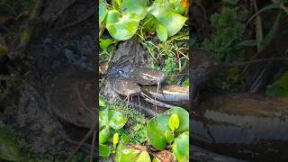 Download lagu Amazing Fishing with te Egg #fishing #familyvlog #automobile mp3