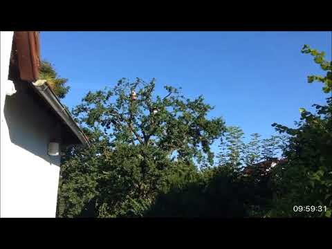 Astrein-Baumpflege -