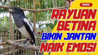 Download lagu Kacer Betina Memancing Kacer Jantan | Pancingan Kacer jantan Agar Cepet Nyaut Bunyi & Ngotot Gacor mp3