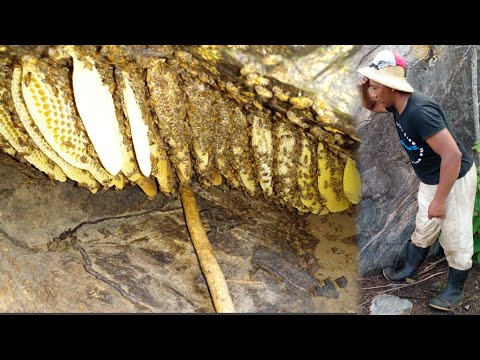 ABELHA PELA BOCA DE FAVO ESSA SURPREENDEU O TIRADOR DE MEL😱