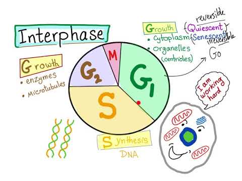Cell Cycle (part 2); the INTERPHASE!