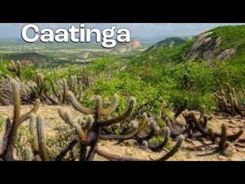 Agreste Alagoano - Tanque d'Arca
